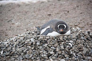 TGA：猫猫开放世界游戏《Catly》预告